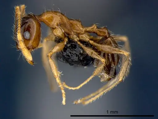 Pheidole megacephala - CSIRONC0177