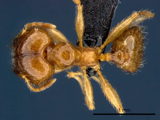 Pheidole megacephala - CSIRONC0178