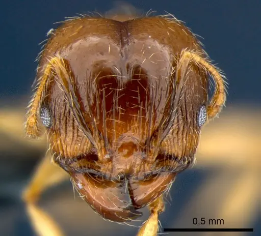 Pheidole megacephala - CSIRONC0178