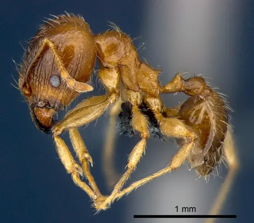 Pheidole megacephala - CSIRONC0178