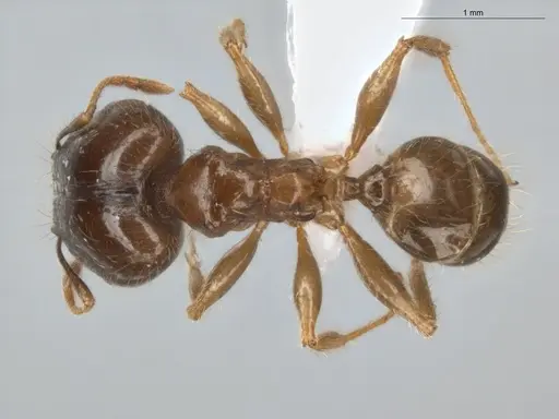Pheidole megacephala - ECOFOG-BUG-0088-01-S