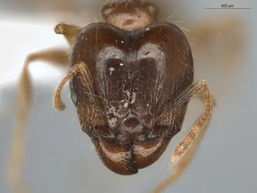 Pheidole megacephala - ECOFOG-BUG-0088-01-S