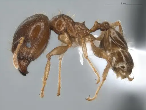 Pheidole megacephala - ECOFOG-BUG-0088-01-S