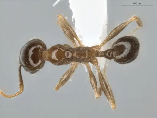 Pheidole megacephala - ECOFOG-BUG-0088-01