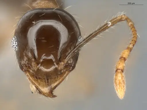 Pheidole megacephala - ECOFOG-BUG-0088-01