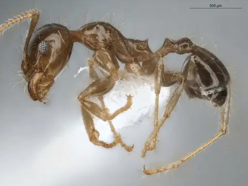 Pheidole megacephala - ECOFOG-BUG-0088-01