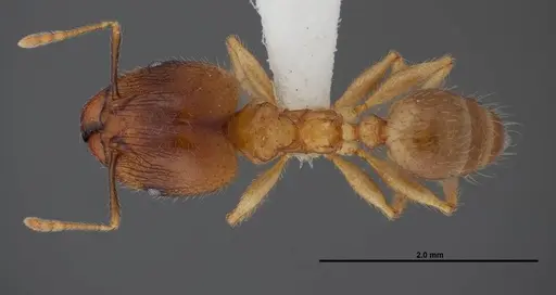 Pheidole megacephala - FMNHINS0000078505