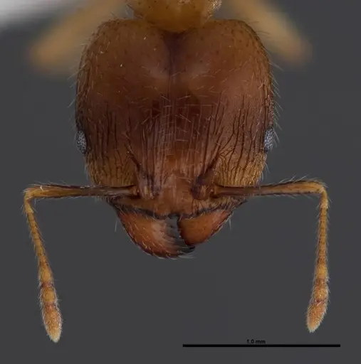 Pheidole megacephala - FMNHINS0000078505