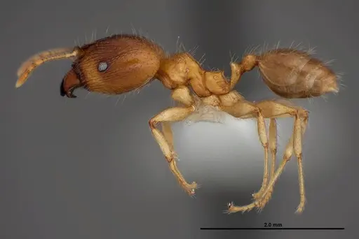 Pheidole megacephala - FMNHINS0000078505