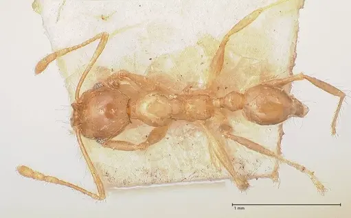 Pheidole megacephala - FOCOL0766-1
