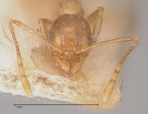 Pheidole megacephala - FOCOL0766-1
