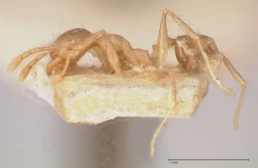 Pheidole megacephala - FOCOL0766-1