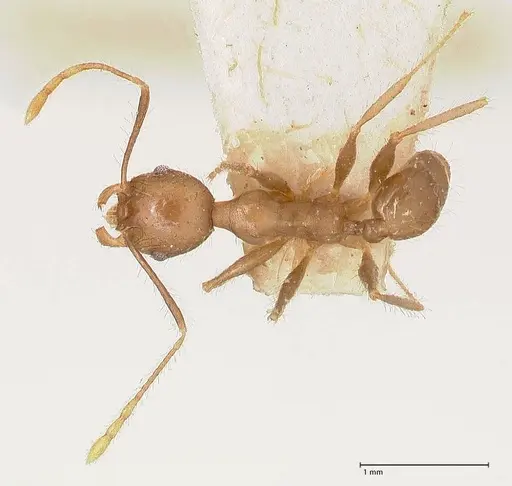 Pheidole megacephala - FOCOL0766-2