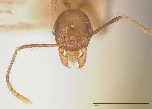 Pheidole megacephala - FOCOL0766-2