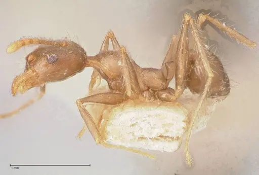 Pheidole megacephala - FOCOL0766-2