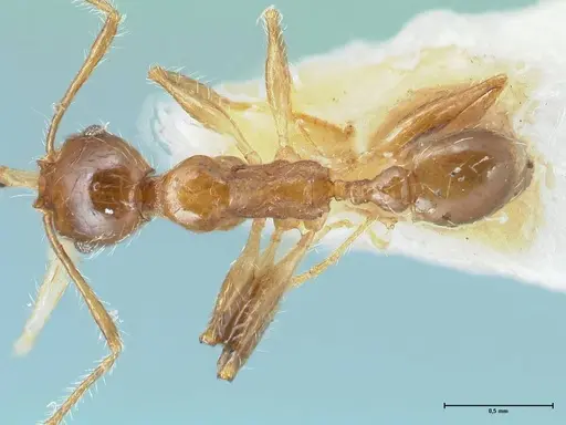 Pheidole megacephala - FOCOL1303