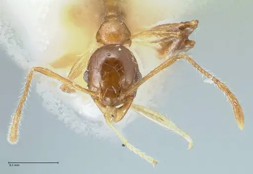 Pheidole megacephala - FOCOL1303