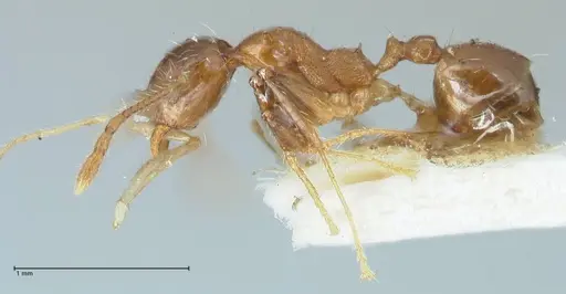 Pheidole megacephala - FOCOL1303