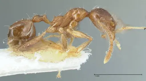 Pheidole megacephala - FOCOL1303