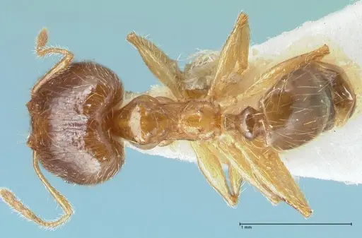 Pheidole megacephala - FOCOL1304