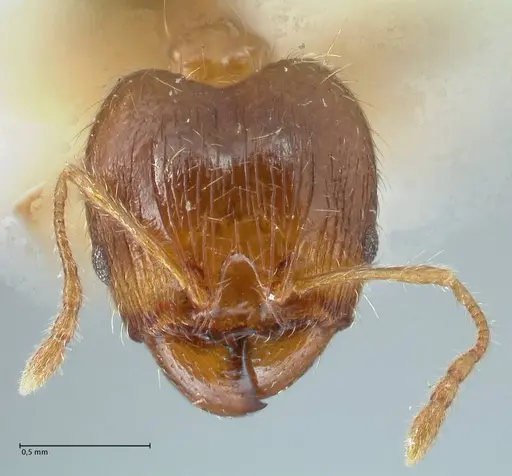 Pheidole megacephala - FOCOL1304