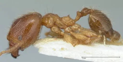 Pheidole megacephala - FOCOL1304