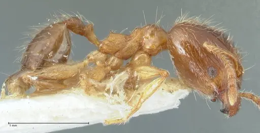 Pheidole megacephala - FOCOL1304