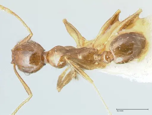 Pheidole megacephala - FOCOL1305