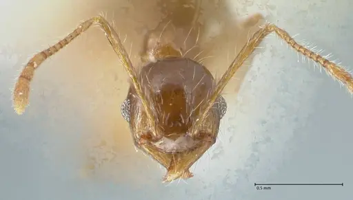 Pheidole megacephala - FOCOL1305