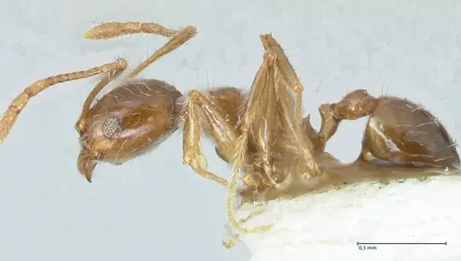 Pheidole megacephala - FOCOL1305