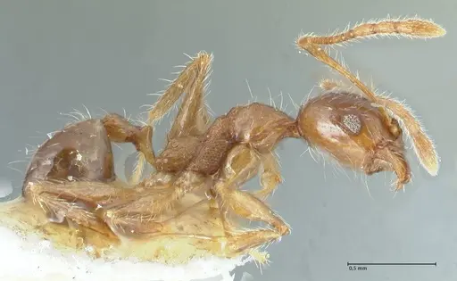 Pheidole megacephala - FOCOL1305