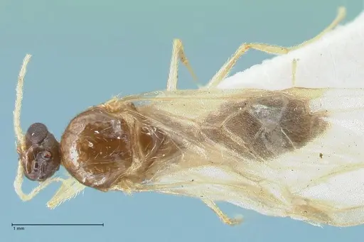 Pheidole megacephala - FOCOL1306