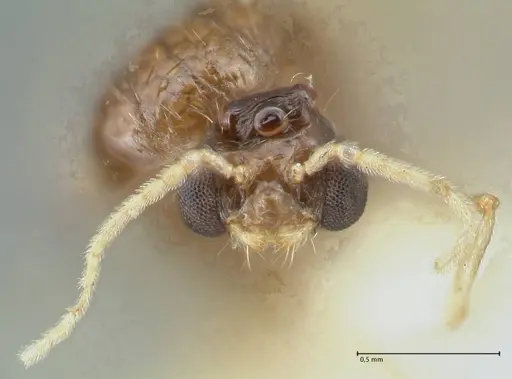 Pheidole megacephala - FOCOL1306