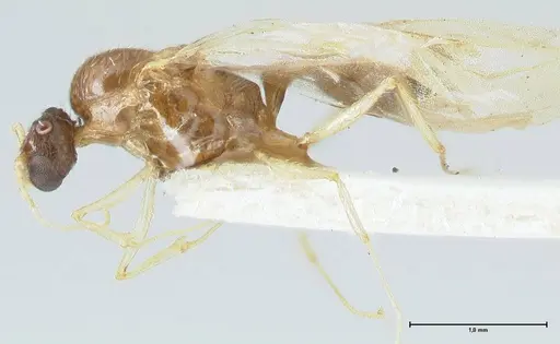 Pheidole megacephala - FOCOL1306