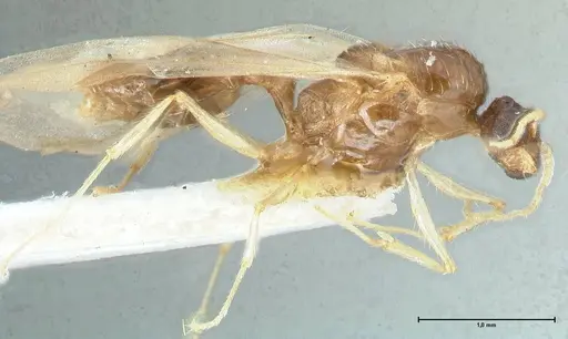 Pheidole megacephala - FOCOL1306