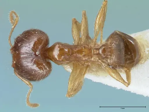 Pheidole megacephala - FOCOL1307