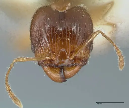 Pheidole megacephala - FOCOL1307