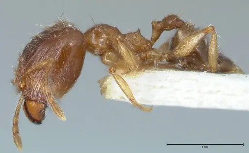 Pheidole megacephala - FOCOL1307