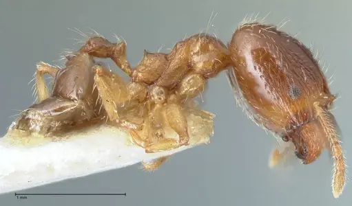 Pheidole megacephala - FOCOL1307