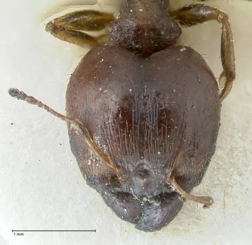 Pheidole megacephala - FOCOL1308
