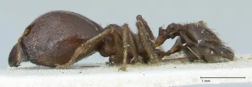 Pheidole megacephala - FOCOL1308