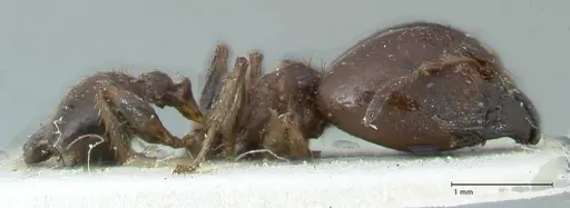 Pheidole megacephala - FOCOL1308