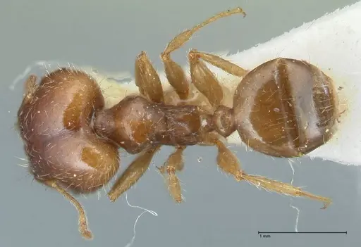Pheidole megacephala - FOCOL1309