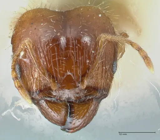 Pheidole megacephala - FOCOL1309