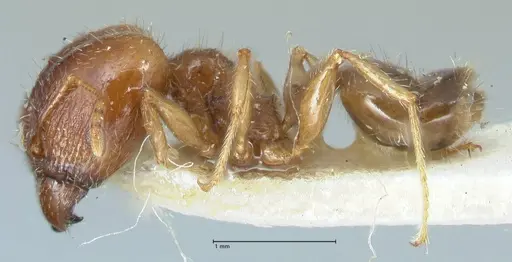 Pheidole megacephala - FOCOL1309
