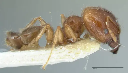 Pheidole megacephala - FOCOL1309