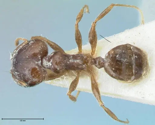 Pheidole megacephala - FOCOL1310