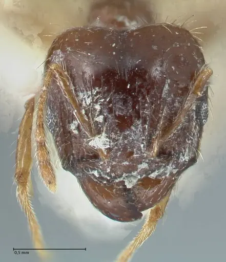 Pheidole megacephala - FOCOL1310