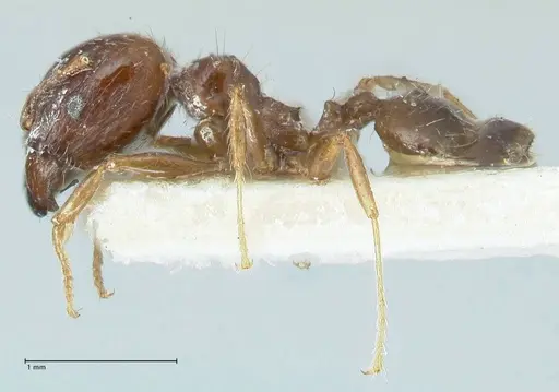 Pheidole megacephala - FOCOL1310