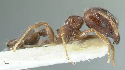 Pheidole megacephala - FOCOL1310